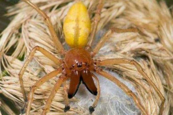 世界上十大有毒的蜘蛛(被第一毒蜘蛛咬了会阳痿【图)