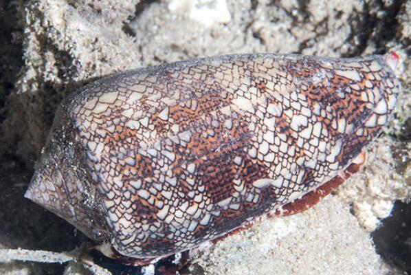 最常见的海螺品种和名称(青岛常见食用海螺类图鉴)