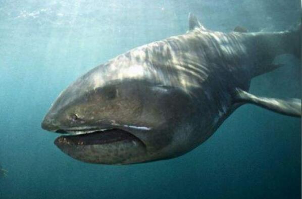 世界上十大最恐怖的鲨鱼(头比嘴长的鲨鱼)